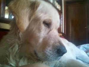 Caut femela golden retriever pentru monta
