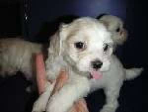 pui deosebiti bichon havanese