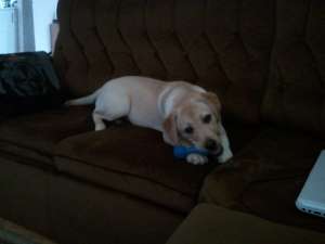 Vanda Labrador Retriever femela