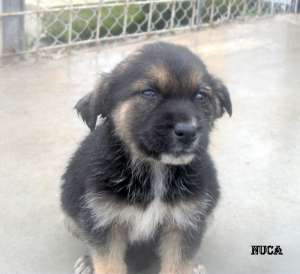 Puii din boxa 2
