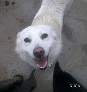 Mick,    catelul din boxa 12