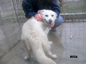 Mick,    catelul din boxa 12