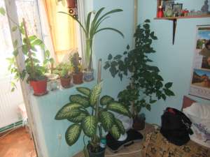 vinzare apartament Husi