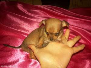 vand puiuti chihuahua