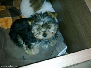 vand catei yorkshire terrier mini toy