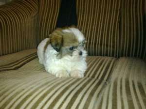 vand catei rasa shih tzu
