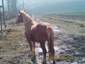 vand manza