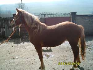 vand manza