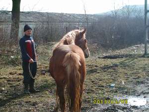 vand manza