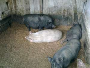 vand porci vietnamezi pt consum
