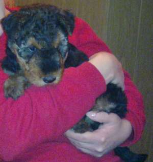 de vanzare airedale terrier de 2 luni