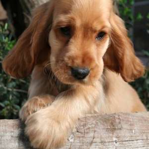 Cumpar yorkshire terrier sau cocker spaniel