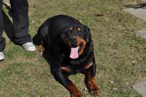 ofer pentru monta caine Rottweiler 5 ani,   perfect sanatos Arad