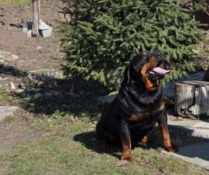 ofer pentru monta caine Rottweiler 5 ani,   perfect sanatos Arad