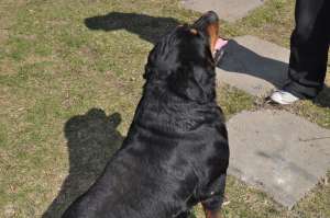 ofer pentru monta caine Rottweiler 5 ani,   perfect sanatos Arad