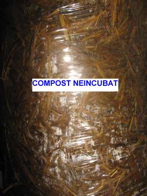 VAND COMPOST CIUPERCI  PLEUROTUS SI ECHIPAMENTE CIUPERCARII