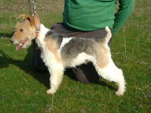 Fox Terrier pentru MONTA