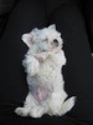 vand bichon
