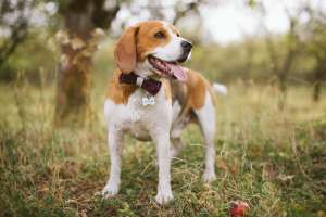 Ofer mascul Beagle tricolo pentru monta