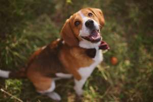 Ofer mascul Beagle tricolo pentru monta