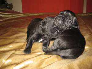 Cane corso puii