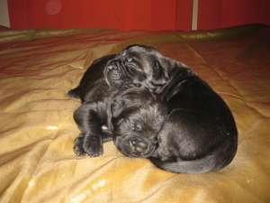 Cane corso puii