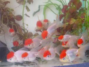 Vand goldfish