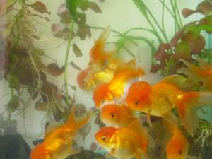 Vand goldfish