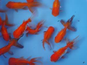 Vand goldfish