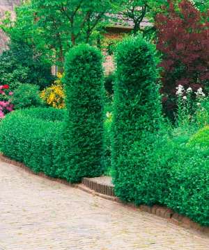 PROMOTIE! Gard viu permanent verde -Lemn c�inesc - (Ligustrum)