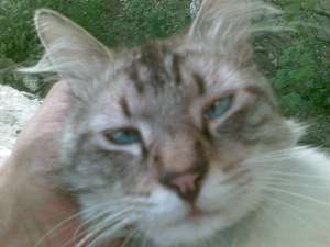 PIERDUT MOTANEL BIRMANEZ