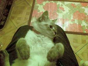 PIERDUT MOTANEL BIRMANEZ