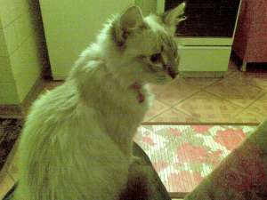 PIERDUT MOTANEL BIRMANEZ