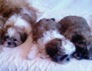 Vand pui Shih Tzu