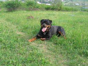OFER LA MONTA SUPERB EXEMPLAR DE ROTTWEILER