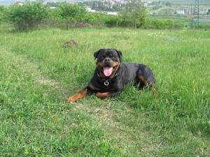 OFER LA MONTA SUPERB EXEMPLAR DE ROTTWEILER