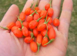 Ocazie!!!
Semințe Goji si arbușiti GOJI de diferite mărimi la cele mai mici preturi