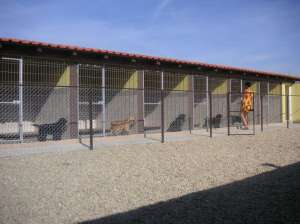 pensiune canina timis