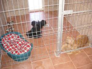 pensiune canina timis