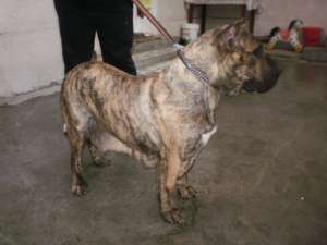catei de dogo canario