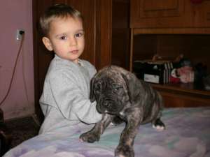 catei de dogo canario