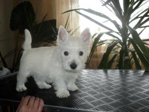 Vand femele westie