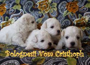 VAND PUI BICHON BOLOGNESE