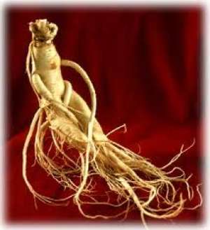 vand ginseng, radacini de ginseng