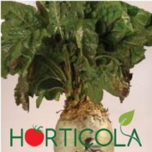 produc sfecla furajera in cantitati mari