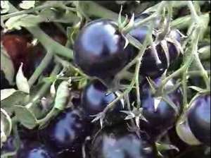 Vand seminte de tomate negre,  siberiene,  albe si albastre