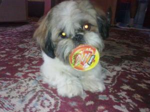 Monta/Imperechere Mascul Rasa Shih Tzu