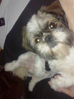Monta/Imperechere Mascul Rasa Shih Tzu