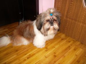 Monta/Imperechere Mascul Rasa Shih Tzu