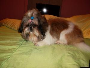Monta/Imperechere Mascul Rasa Shih Tzu